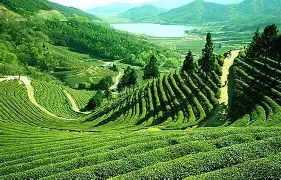 Sylhet Tea Garden & Ratargul